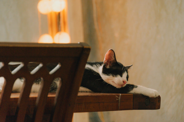 Why Do Cats Climb Countertops and Tables