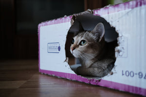 Natural Disaster Preparedness for Cats