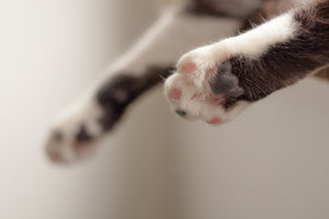 5 Reasons Why You Should Never Declaw Your Cat