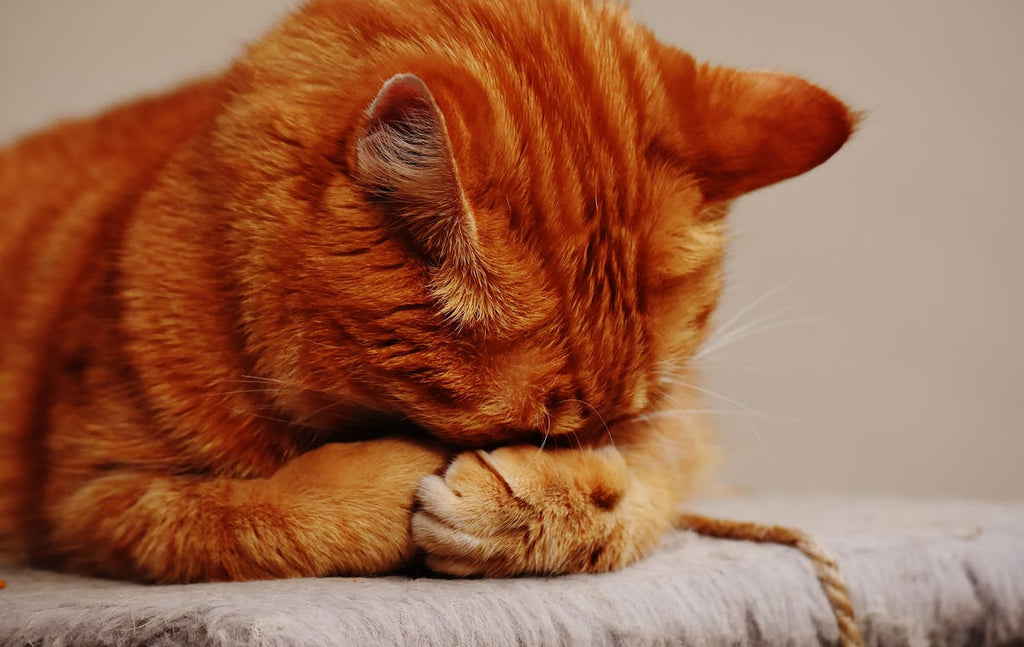 10 Signs Your Cat May Be Sick