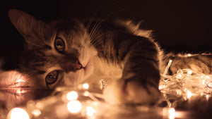 5 New Year's Resolutions for Cat Owners