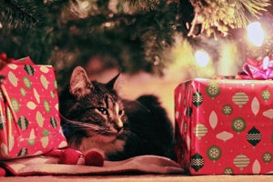 5 Ways to Keep Your Cat Safe This Holiday